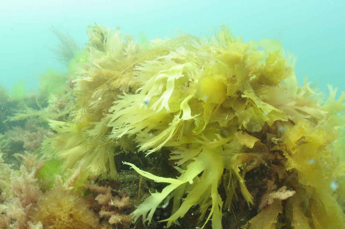 <p>Pas de proposition? C'est pourtant une algue très présente sur nos sites de plongée.</p>