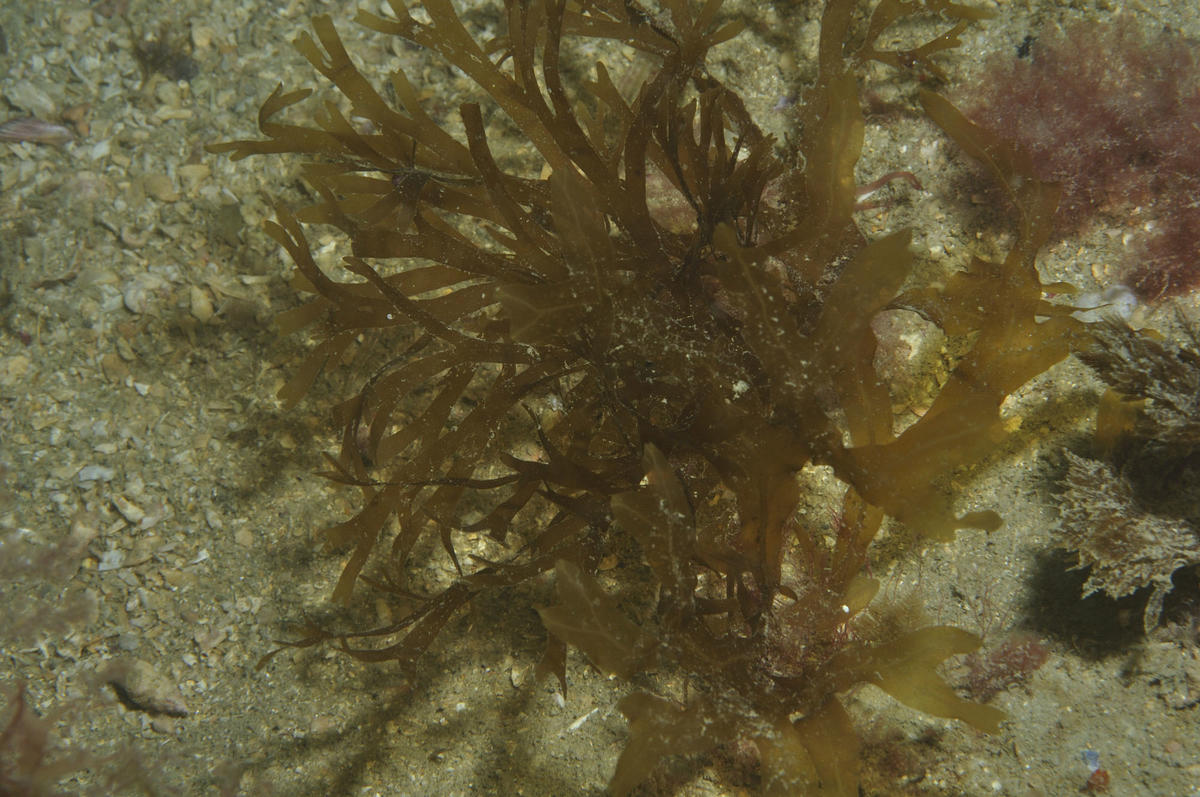 Le nom de cette algue brune?