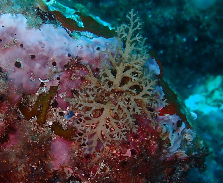 Léche-doigt ou Bryozoaire?