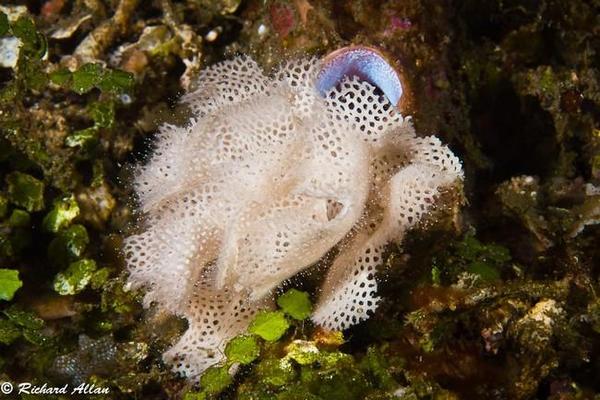 lembeh