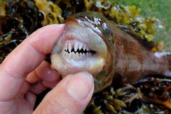 Les dents d la mer.