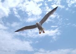 LES OISEAUX MARINS