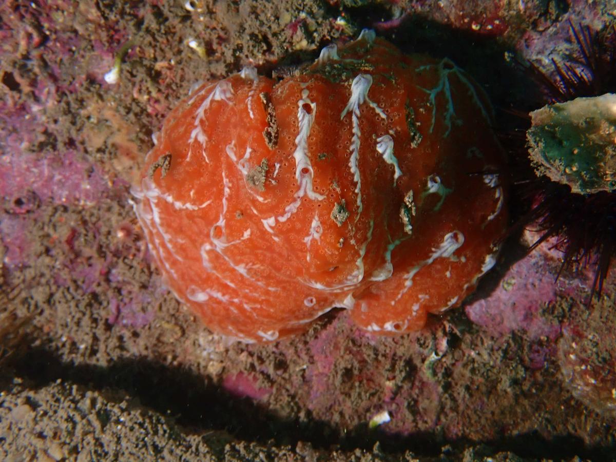 Les trainées blanches sur cette fraise de mer