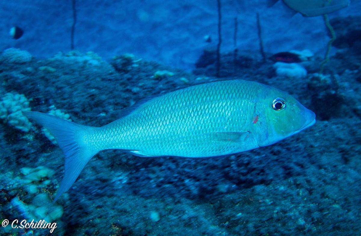 <p>Je serais plutôt d'accord avec lethrinus lentjan au vu de la tache rouge, pour microdon il manquerait les lignes obliques de la tête. J'avais id...