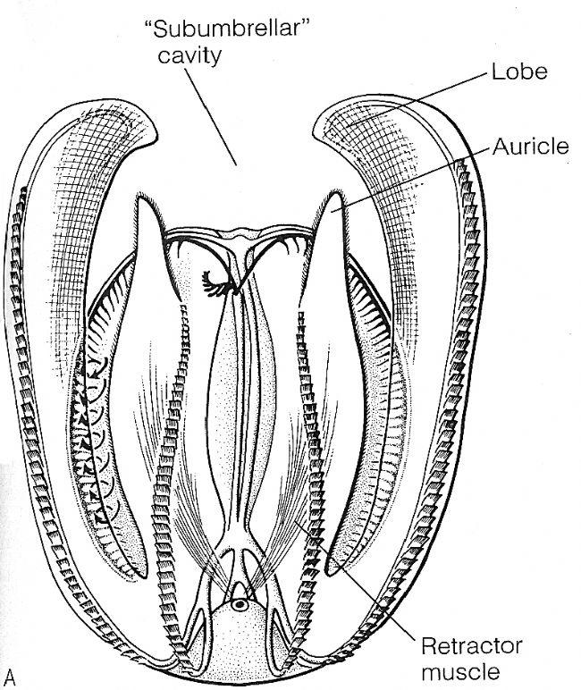 <p>Voici un premier dessin qui montre l'enracinement des lobes aliformes très haut près du statocyste chez Mnemiopsis...</p><br><p>(Regarder le bas...