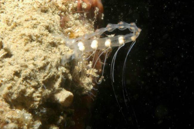 Libération gamètes étrange invertébré ? Lembeh