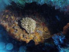 lichen marin