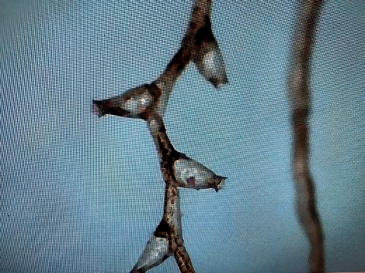 Lié(e) aux posidonies, qu'est ce donc ? Merci d'avance.