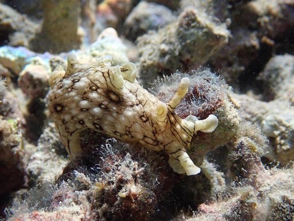Lièvre de mer ?