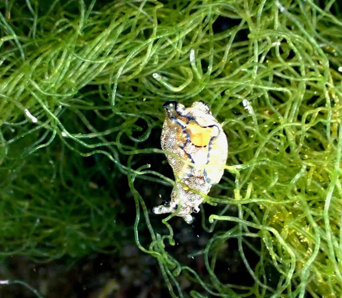 Lièvre de mer ? A t'il un nom ?