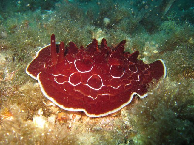 Lièvre de mer, danseuse espagnole, nudibranche ?