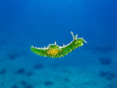 Limace de la Martinique