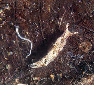 Limace de mer