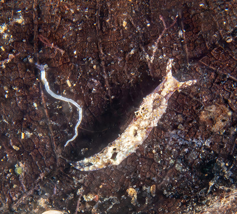 Limace de mer