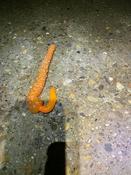 Limace orange a tache blanche, c'est quoi ?