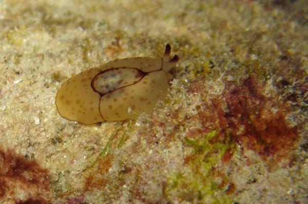 Limace trouvée à l'Ile Maurice en mai 2014