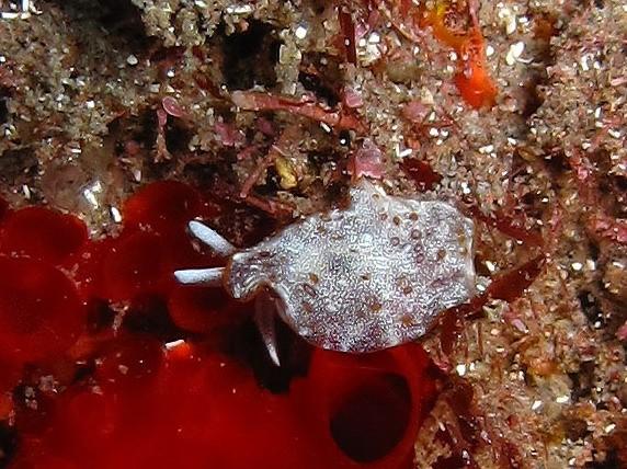 Voici quelques zooms, mais la qualité est mauvaise. La bestiole faisait à peine 1 cm sde long