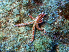 Linckia multifora ?
