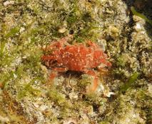 Liocarcinus corrugatus?