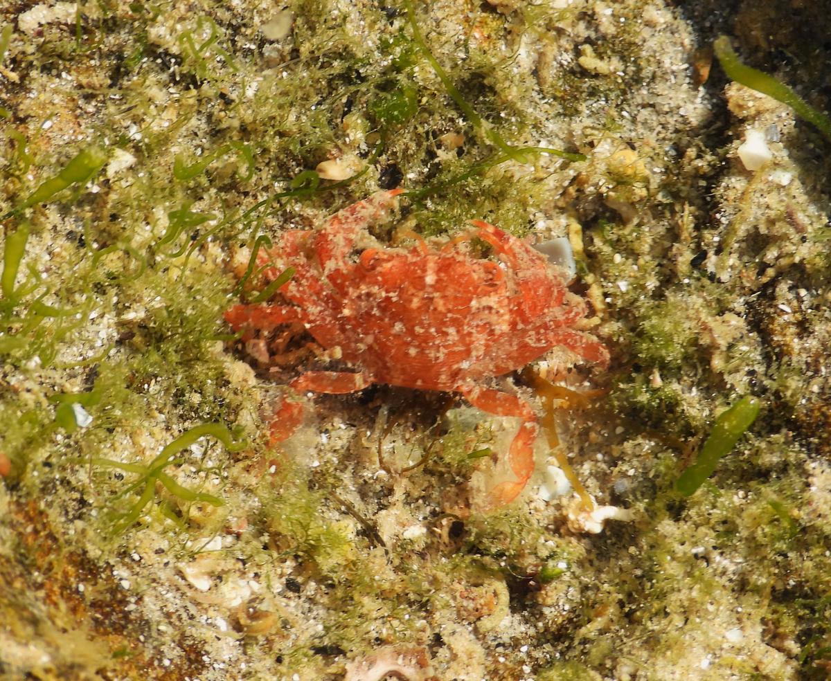 Liocarcinus corrugatus?