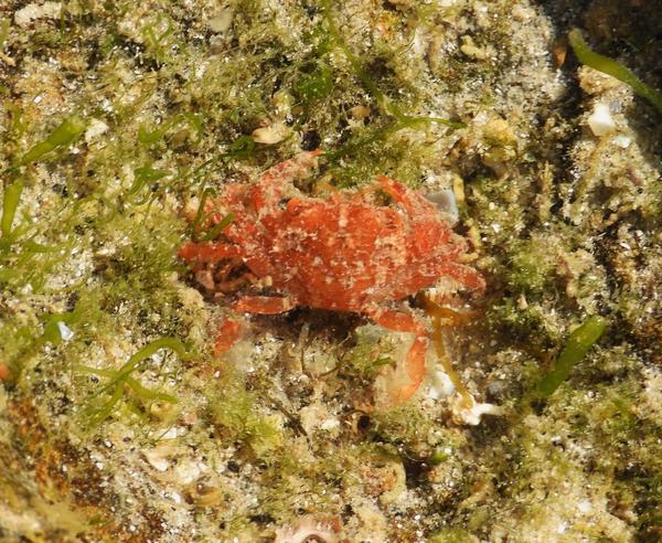 Liocarcinus corrugatus?