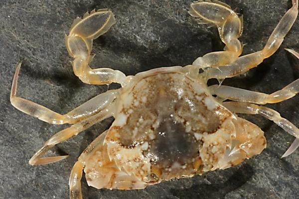 liocarcinus des sables 