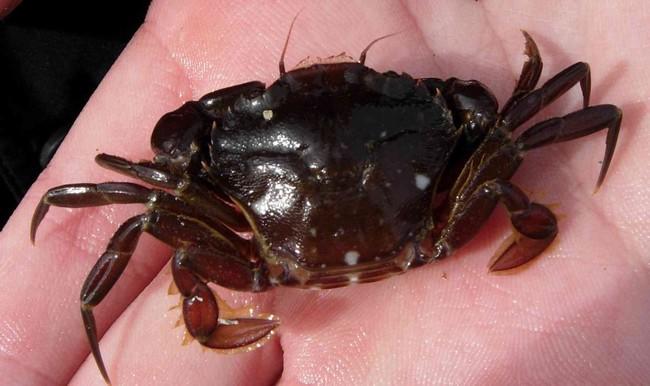 Oui, c'est bien un <em>Liocarcinus arcuatus, </em>pratiquement le seul portunide (crabe "nageur")  de nos côtes qui possède un front lisse et recti...
