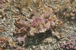 Liocarcinus pusillus