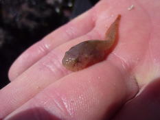 Liparis liparis/montagui ?