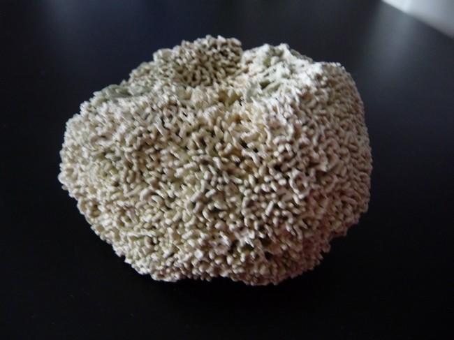 Bonjour,<br />Désolée pour le manque d'info<br />Cet organisme est très dur (comme du corail), mesure 6cm de large, 5cm de haut; il a été trouvé à...
