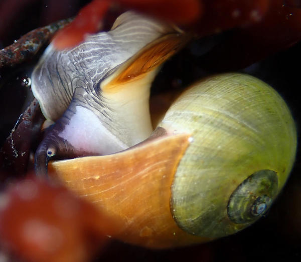 Littorina obtusata : variations de la coloration du mollusque