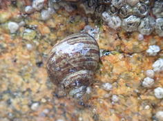 Littorine ? bretonne ?