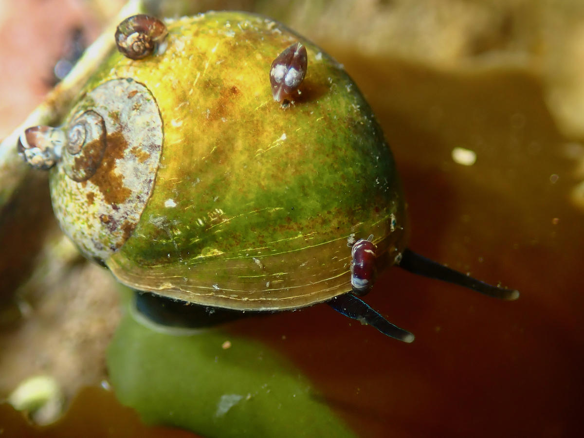 <p>autre vue, quand elle sert de taxi aux <em>Skeneopsis</em> et à un bivalve juvénile non identifié. </p>