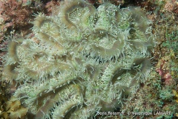 Lobophyllia corymbosa?