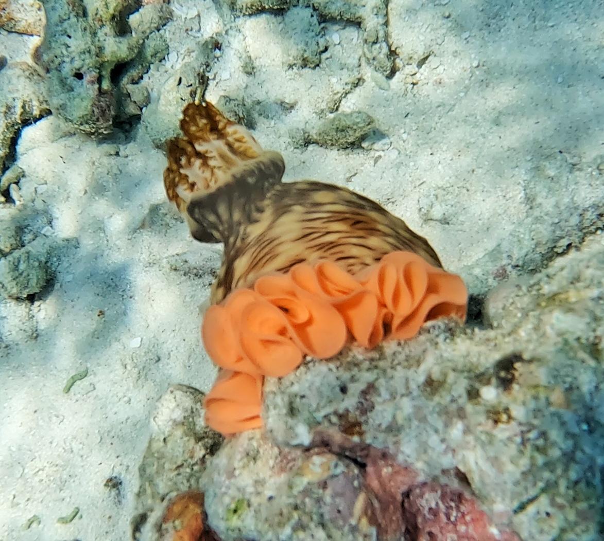 <p>Grâce à vos informations je suis reparti voir, et j'ai trouvé l'animal. Si ça peut vous aider à  l'identifier?</p>