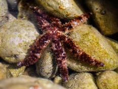 Ma première photo d'étoile de mer. Identifiable ?