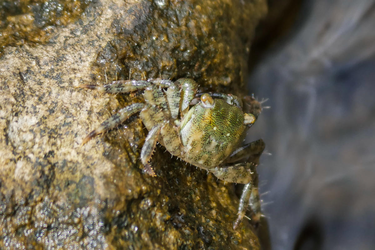 Ma première photo de crabe. Quelle espèce ?