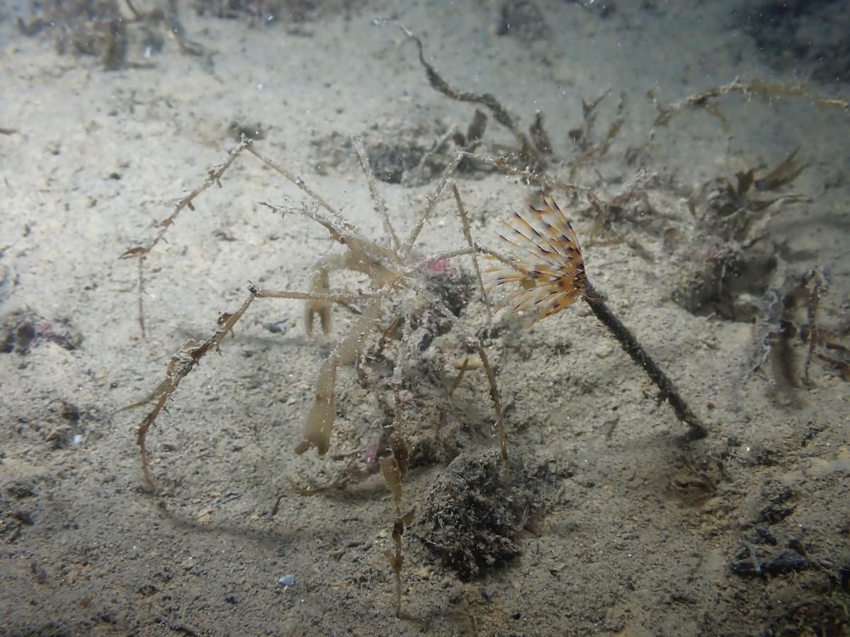 Macropode ?