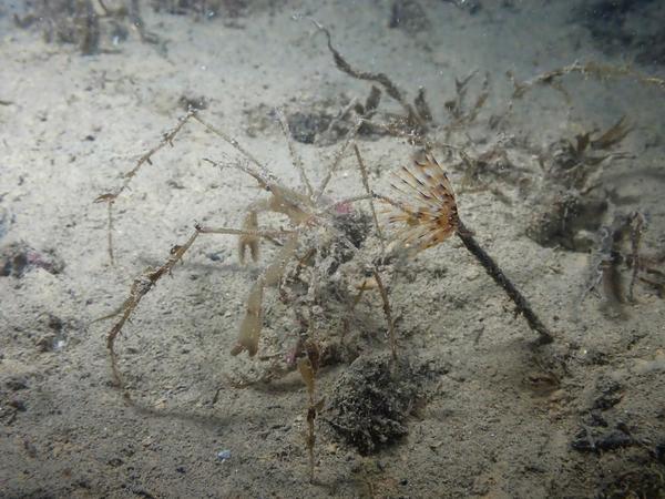 Macropode ?