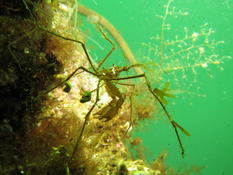 Macropode à longues pattes ?