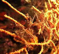 macropode ? lequel ?