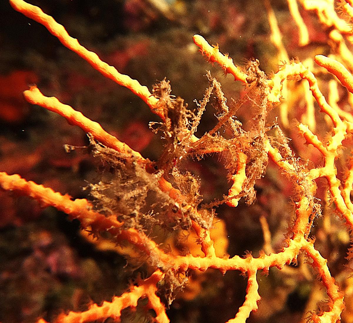 macropode ? lequel ?