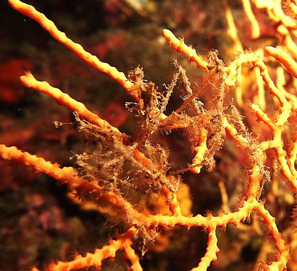 macropode ? lequel ?