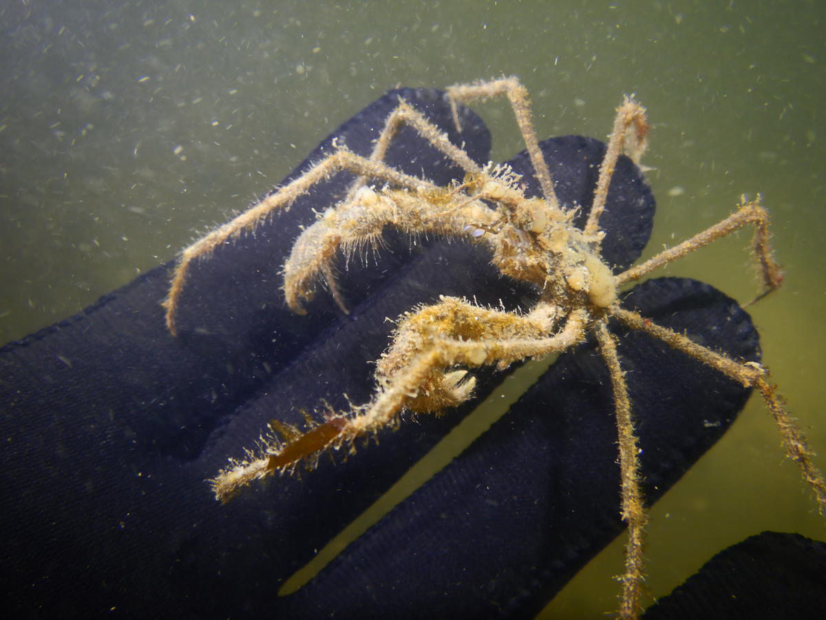 Macropode rostré ou araignée des naémones vertes ??? merci d'avance 