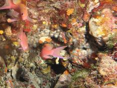Madracis  de couleurs différentes ?