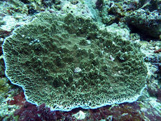 madrépore,agaricia? hélioseris?