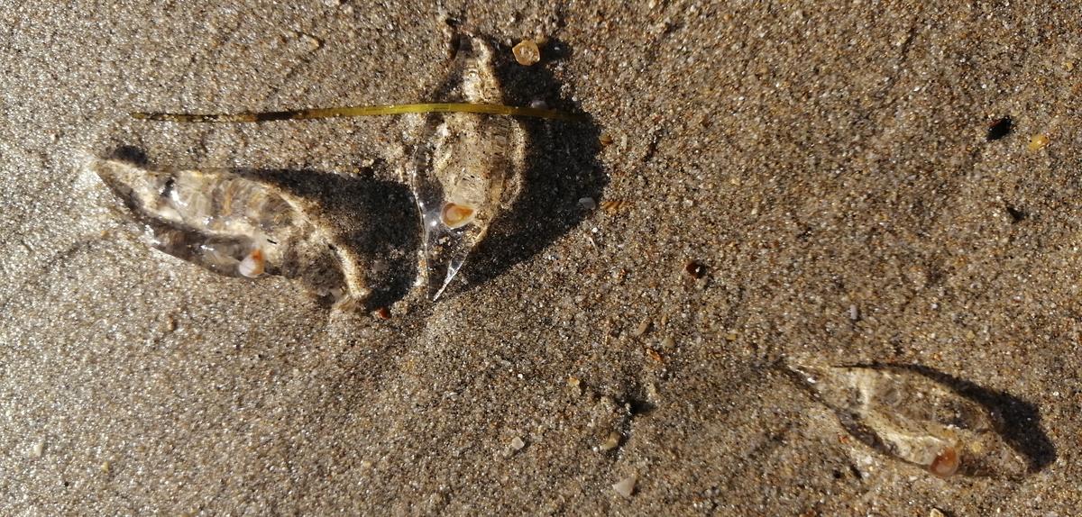 <p>voici une autre photo prise sur la plage de Marseillan plage, je pense aussi à des salpes (fusiformis peut être), d'autant qu'il y a avait de lo...