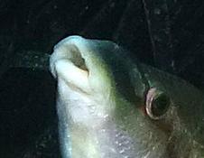 mais qu'est qui lui entre dans la bouche ?