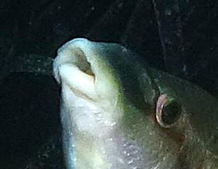 mais qu'est qui lui entre dans la bouche ?