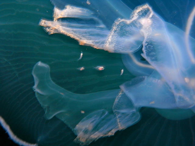 Mais quels sont ces poissons ? (caraïbes)